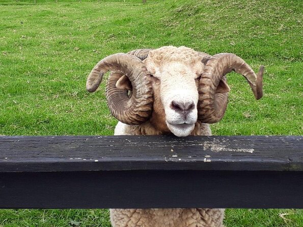 Sheep World Country Tour From Auckland - Notable Guides