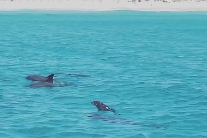 Shell Island Dolphin Sightseeing Boat Tour - Customer Feedback
