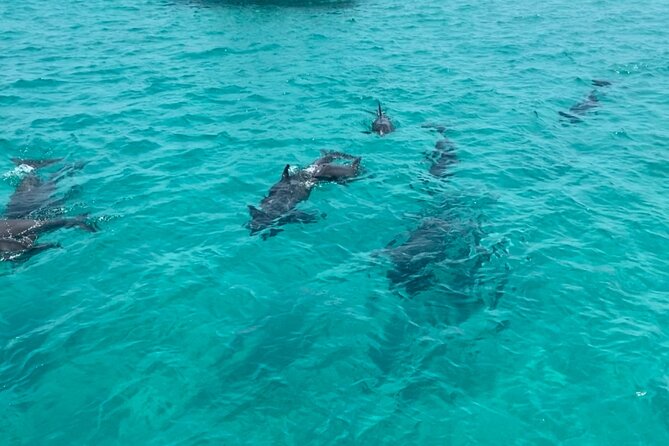 Shell Island Dolphin Sightseeing Boat Tour - Unique Experiences