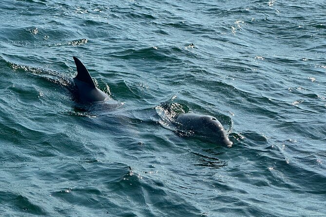 Shell Island Dolphin Sightseeing Boat Tour - Accessibility and Capacity