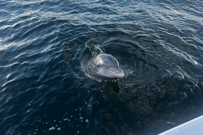 Shell Island Dolphin Sightseeing Boat Tour - Cancellation Policy and Pricing