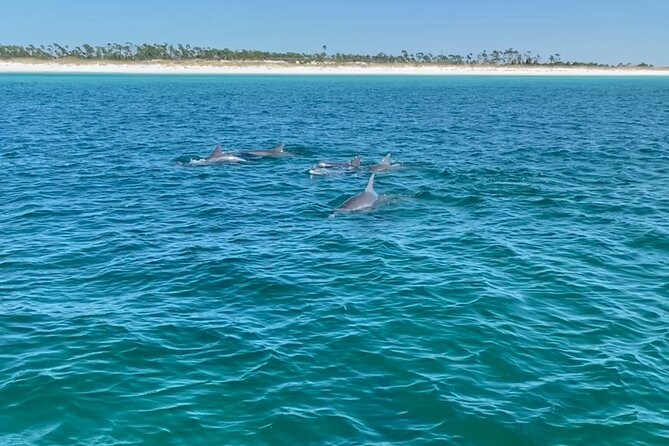 Shell Island Dolphin Sightseeing Boat Tour - Operator Professionalism and Weather Considerations