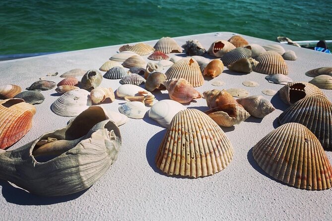 Shell Island Snorkel and Dolphin Catamaran Cruise With Island Time - Additional Information