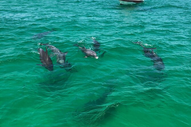 Shell Island Snorkel and Dolphin Catamaran Cruise With Island Time - Necessary Items for the Trip