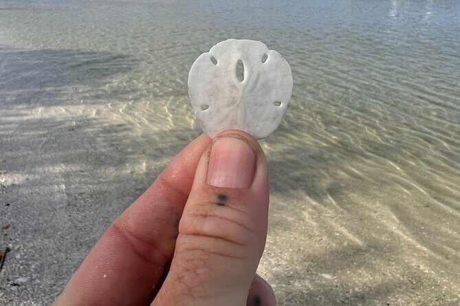 Shell Key Shelling Tour Discover Unique Treasures - St. Pete, FL - The Sum Up: Who Should Consider This Tour?