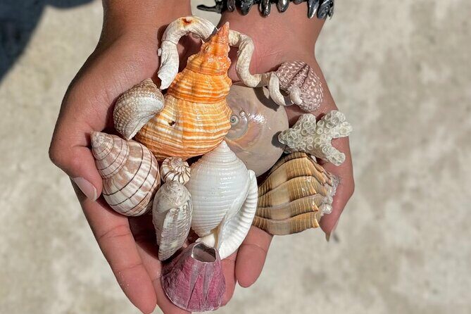 Shell Key Shelling Tour Discover Unique Treasures - St. Pete, FL - FAQ