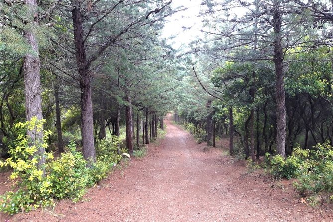 Shepherds' Tracks Through Forests and Natural Springs - Discovering Natural Springs