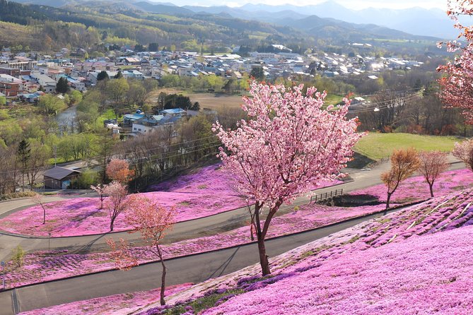 [Shibazakura / Tulip] Going by Private Car, Shibazakura Takinoue Park and Kamiyubetsu Tulip Park (From Sapporo) - Lunch at Marukaichi Suisan