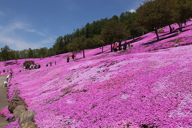 [Shibazakura / Tulip] Going by Private Car, Shibazakura Takinoue Park and Kamiyubetsu Tulip Park (From Sapporo) - Entrance and Admission Fees