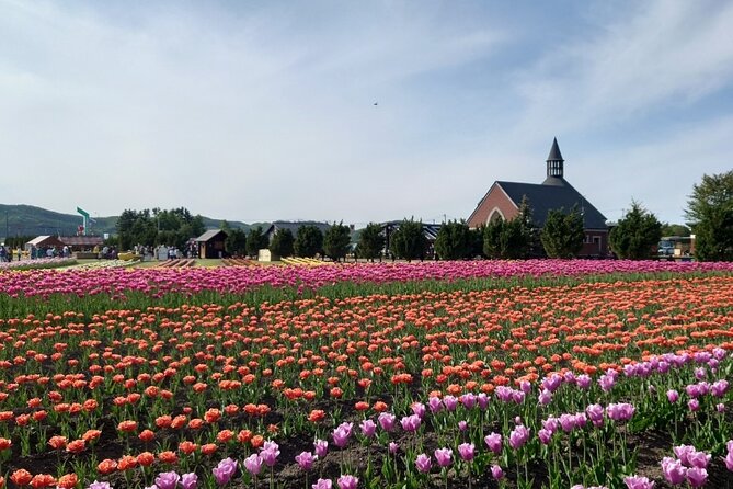 [Shibazakura / Tulip] Going by Private Car, Shibazakura Takinoue Park and Kamiyubetsu Tulip Park (From Sapporo) - Confirmation and Availability