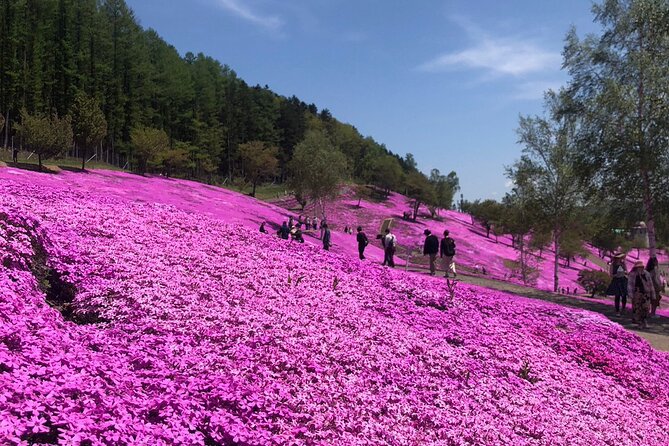[Shibazakura / Tulip] Going by Private Car, Shibazakura Takinoue Park and Kamiyubetsu Tulip Park (From Sapporo) - Accessibility and Restrictions