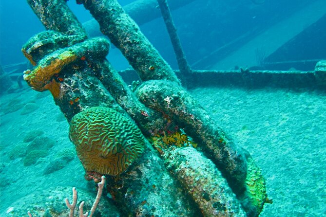 Shipwreck Snorkel in Bermuda - Reviews and Experiences
