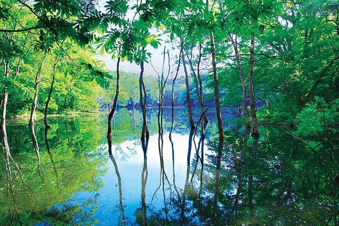 Shirakami Sanchi Day Hike With Government-Licensed Guide - Transportation and Entrance Fees Included
