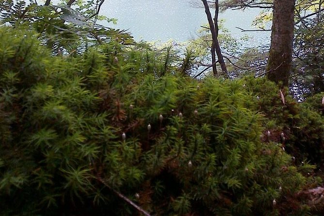 Shiratani-Unsuikyo Trekking Tour in Yakushima Island - Mossy and Mystical Landscape
