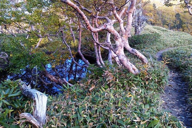 Shiratani-Unsuikyo Trekking Tour in Yakushima Island - Trekking to Taiko-Iwa Rock