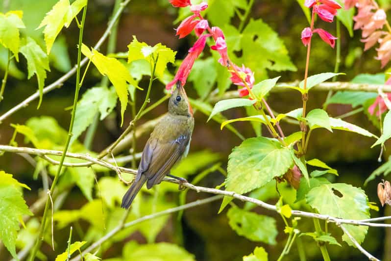 Shivapuri Day Hike: Kathmandu, Guide, Lunch & Transport - Included in the Package