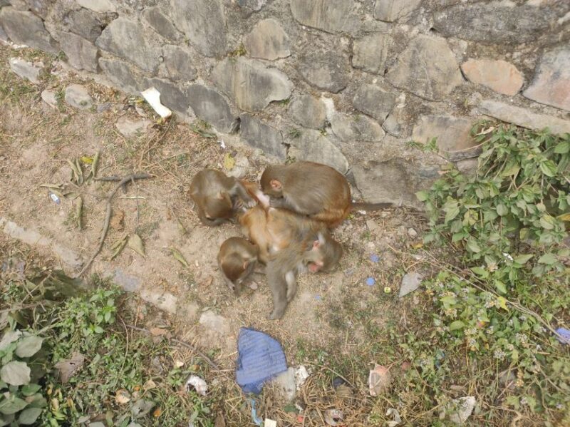 Shivapuri National Park Day Hiking From Kathmandu - Itinerary and Highlights