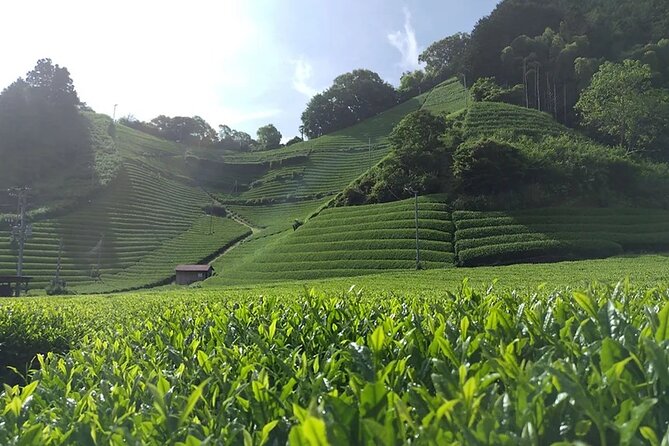 Shizuoka 6hr Private Tour and Japanese Tea Farm Tour With Vehicle - Exclusions