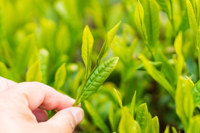 Shizuoka Tea Picking Private Experience - What to Expect During the Tour
