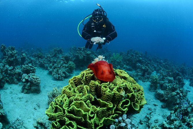 Shore Certified Diving - Two Dives - Equipment Included