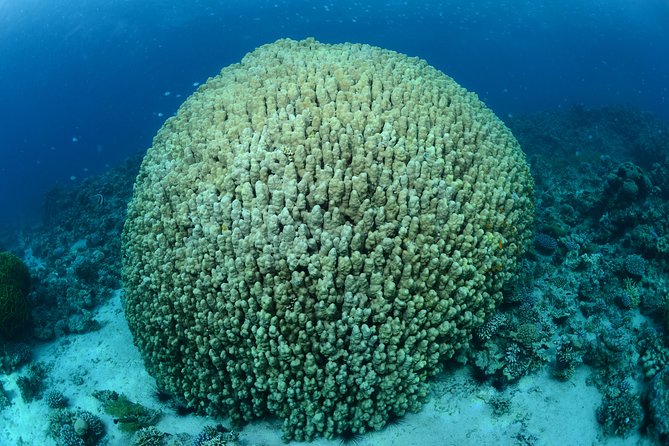 Shore Certified Diving - Two Dives - Customer Reviews and Ratings
