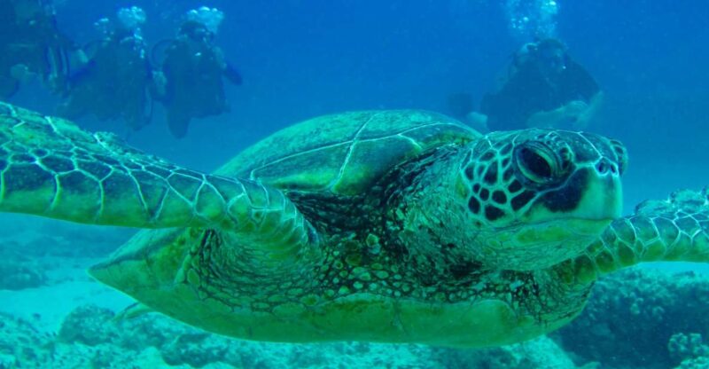 Shore Discover Scuba Diving Experience - Indoor Pool Skills Session