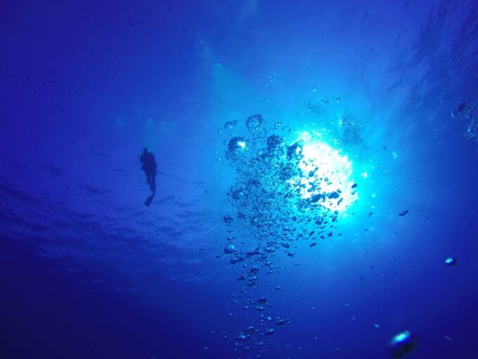 Shore Discover Scuba Diving Experience - Encountering Marine Life