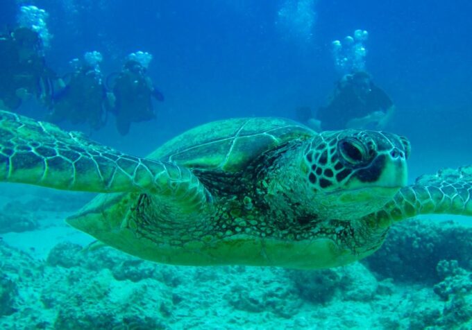 Shore Discover Scuba Diving Experience - Inclusions and Amenities