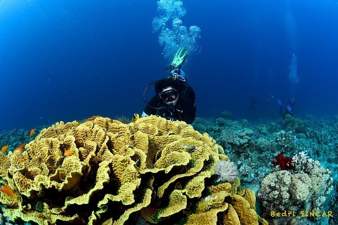 Shore Discover SCUBA Diving/Introductory Diving - One Dive - Transportation and Dive Sites