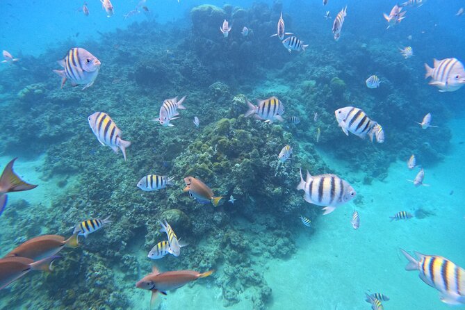Shore Excursion 4-Hour Party Catamaran and Snorkeling - Health and Safety Considerations