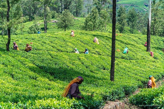 Shore Excursion Colombo Port to Kandy & Tea Factory - Pickup Information