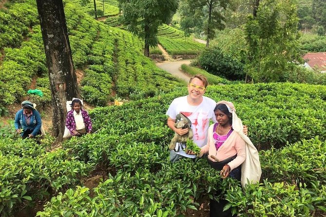 Shore Excursion Colombo Port to Kandy & Tea Factory - Traveler Experiences