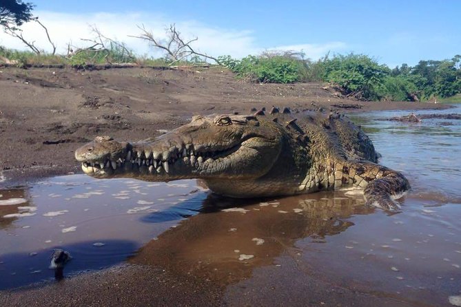 Shore Excursion Crocodile Safary and Other Attractions From the Countryside. - Included Experiences