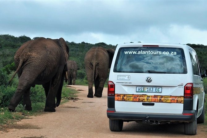 Shore Excursion Cruise Ships Port Elizabeth, Addo Elephant Park - Booking and Availability