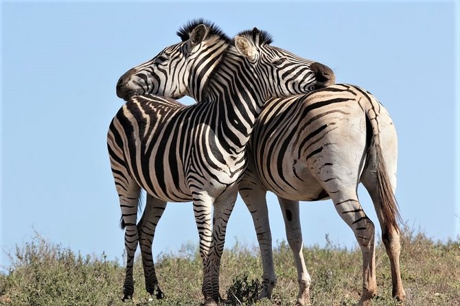 Shore Excursion Cruise Ships Port Elizabeth, Addo Elephant Park - About Alan Tours