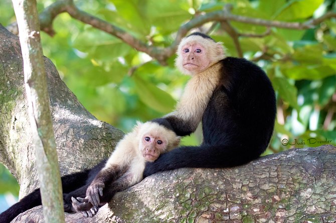 Shore Excursion: Daniel Johnson Sanctuary Park and City Tour - Key Points