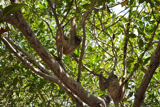 Shore Excursion: Daniel Johnson Sanctuary Park and City Tour - Experiencing Local Cuisine and Drinks