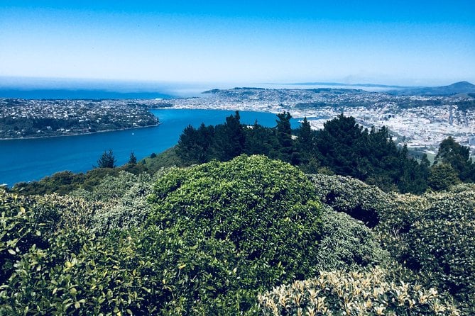 Shore Excursion: Dunedin City, Otago Peninsula, Castle Gardens & Olveston Tour - Participant Feedback and Guide Performance