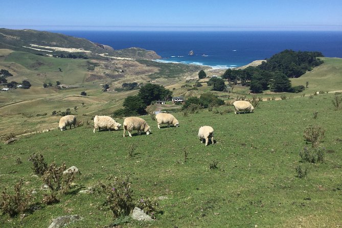 Shore Excursion: Dunedin City, Otago Peninsula, Castle Gardens & Olveston Tour - Issues and Recommendations