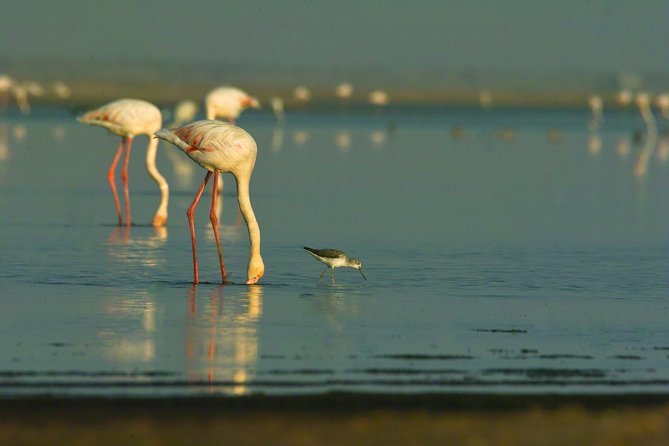 Shore Excursion - Flamingos ,Dune7,Welwitschia, Moonlandscape,Oasis,Swakopmund. - Customer Feedback