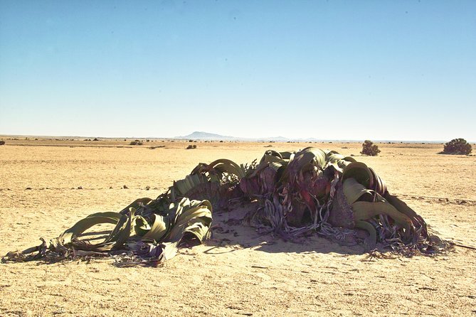 Shore Excursion - Flamingos ,Dune7,Welwitschia, Moonlandscape,Oasis,Swakopmund. - Desert Dunes and Plants