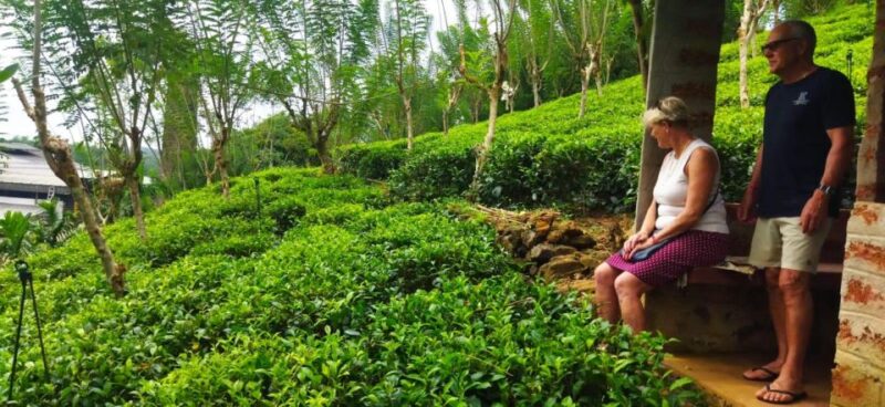 Shore Excursion From Colombo Port Ceylon Tea Experience. - Cultural Immersion