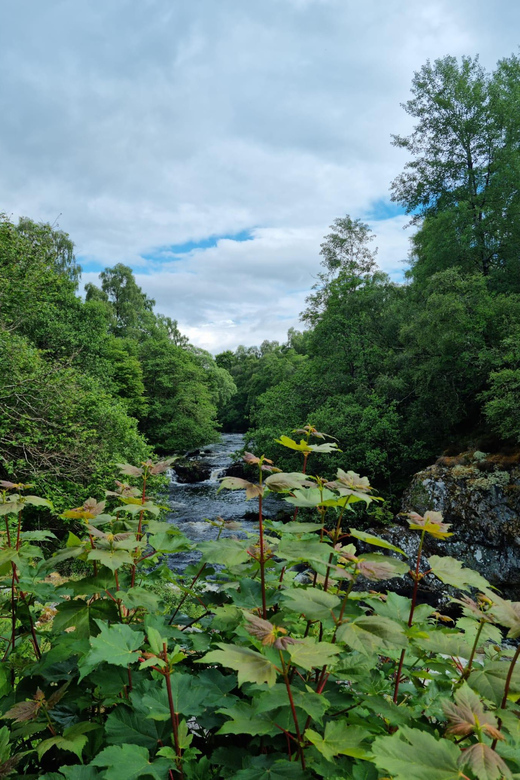 Shore Excursion From Invergordon - Castles, Scenery & Whisky - Whisky Tasting and Distillery Options