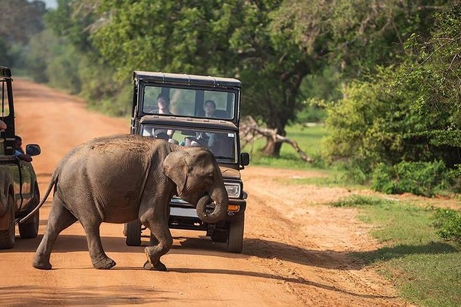Shore Excursion Hambantota Port to Yala Safari and Come Back(All Inclusive) - Overview of the Tour