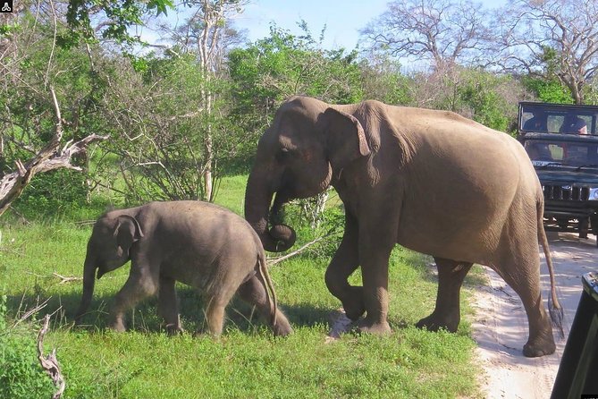 Shore Excursion Hambantota Port to Yala Safari and Come Back(All Inclusive) - Inclusions and Accessibility