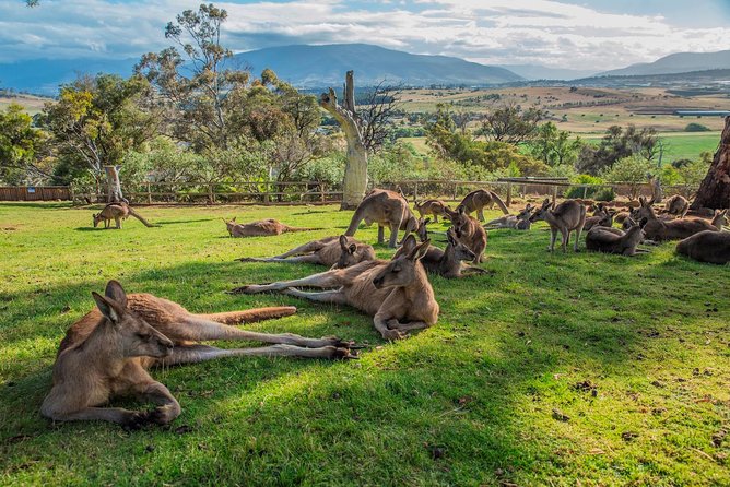 Shore Excursion: Hobart Highlights Day Tour - Departure and Return Details