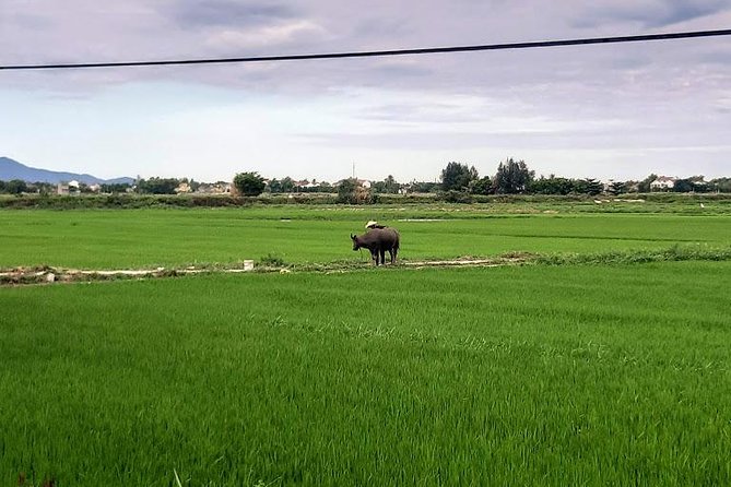 Shore Excursion: Hoi an Countryside Biking Tour From Tien Sa or Chan May Port - Suggested Itinerary