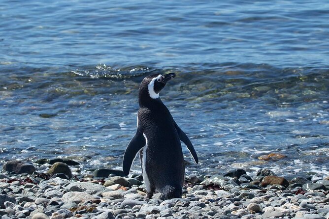 Shore Excursion: Magellan Penguins Natural Reserve in Magdalena Island From Punta Arenas - Highlights of the Tour