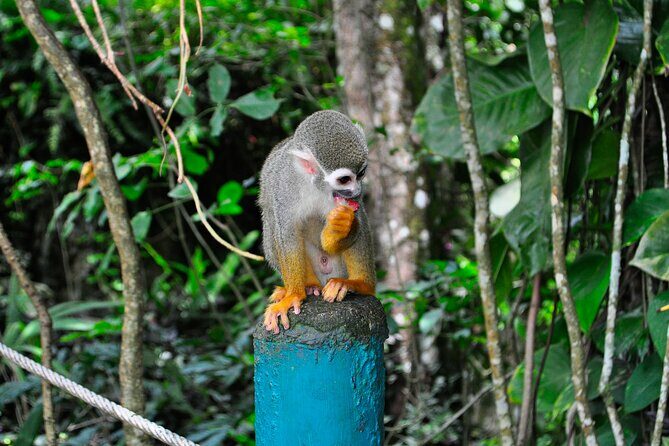 Shore Excursion | Monkey encounter & Damajagua Waterfalls - Key Points