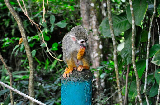 Shore Excursion | Monkey encounter & Damajagua Waterfalls - What Travelers Say